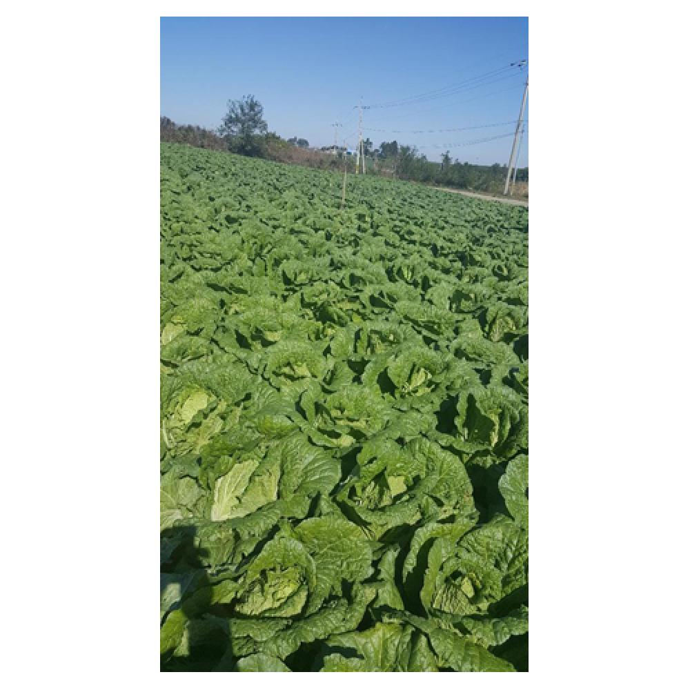 CHINESE CABBAGES