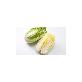 full image CHINESE CABBAGES