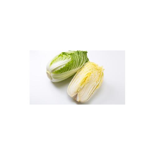 CHINESE CABBAGES | Chinese Cabbage, Cabbage, Fresh Chinese Cabbage, Korea Chinese Cabbage, CC