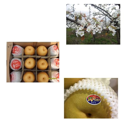 PEAR | Korean Pear, Singo Pear, Singo, Pear