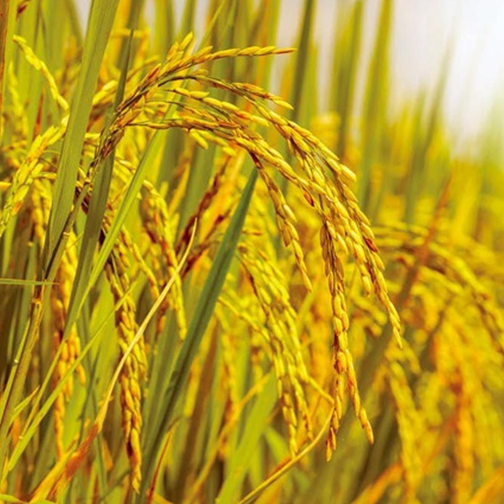 Goindol Rice - Samkwang Rice 2kg