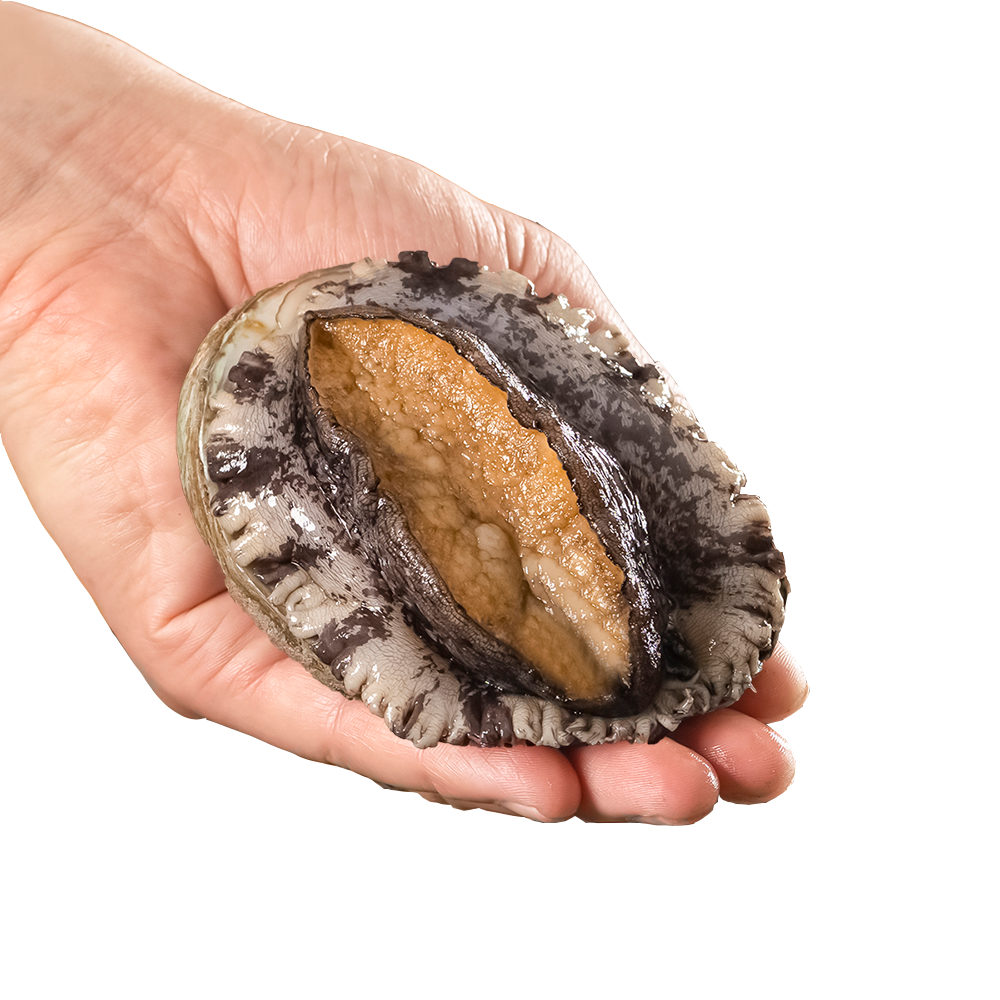 Live Abalone-aquaculture products Live Abalone-natural products