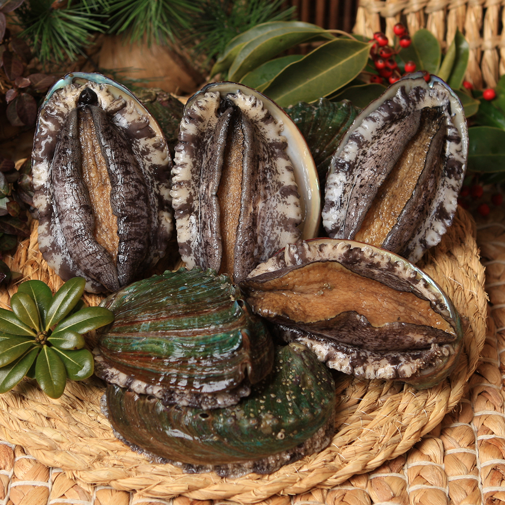 Live Abalone-aquaculture products Live Abalone-natural products