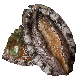 full image Live Abalone-aquaculture products Live Abalone-natural products