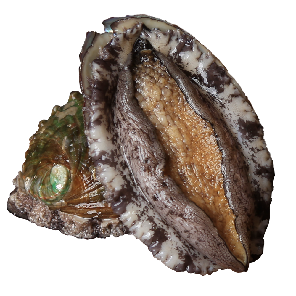 Live Abalone-aquaculture products Live Abalone-natural products