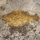 detail image1 Live Flounder Flounder, halibut, Flatfish