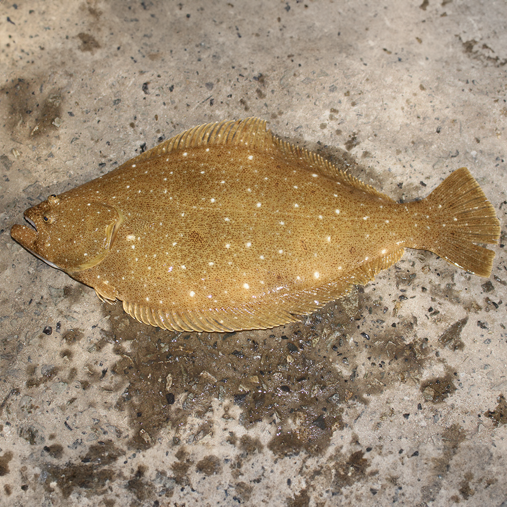 Live Flounder Flounder, halibut, Flatfish