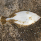 detail image2 Live Flounder Flounder, halibut, Flatfish