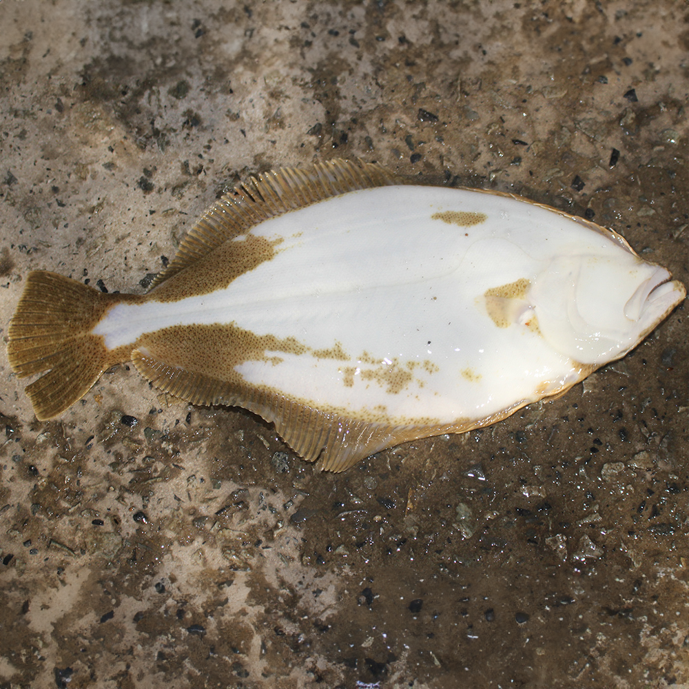 Live Flounder Flounder, halibut, Flatfish