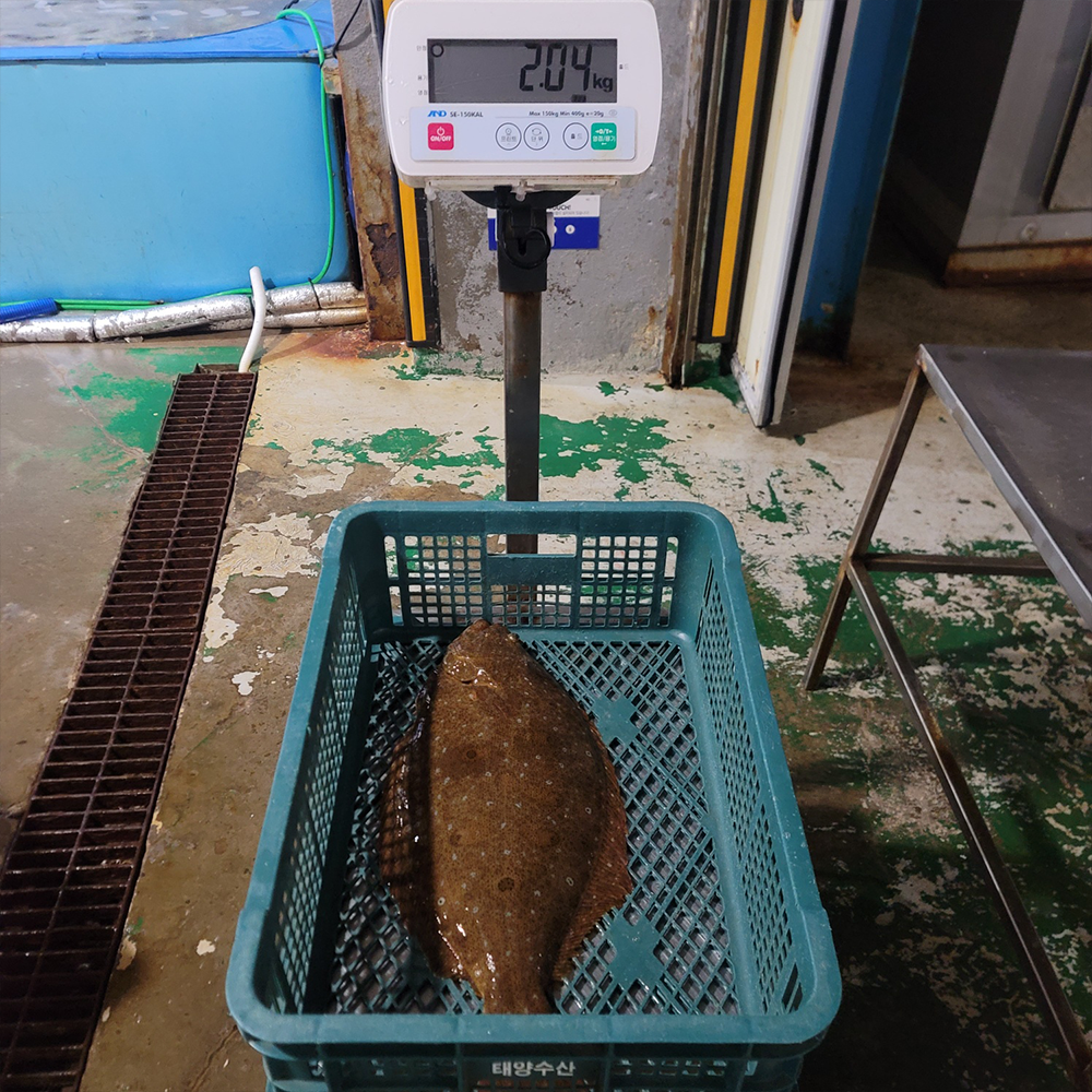 Live Flounder Flounder, halibut, Flatfish