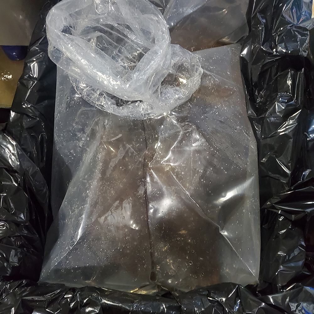 Live Flounder Flounder, halibut, Flatfish