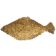 full image Live Flounder Flounder, halibut, Flatfish