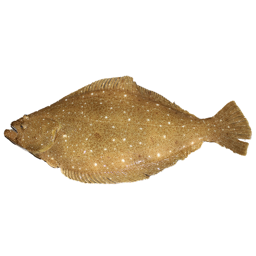 Live Flounder Flounder, halibut, Flatfish | Flatfish, flounder, halibut, sashimi, live fish, fish, korea seafood, seafood