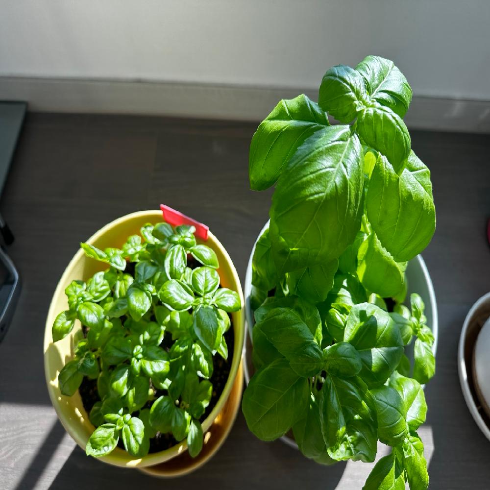 Plant Growth Regulator(Booster)