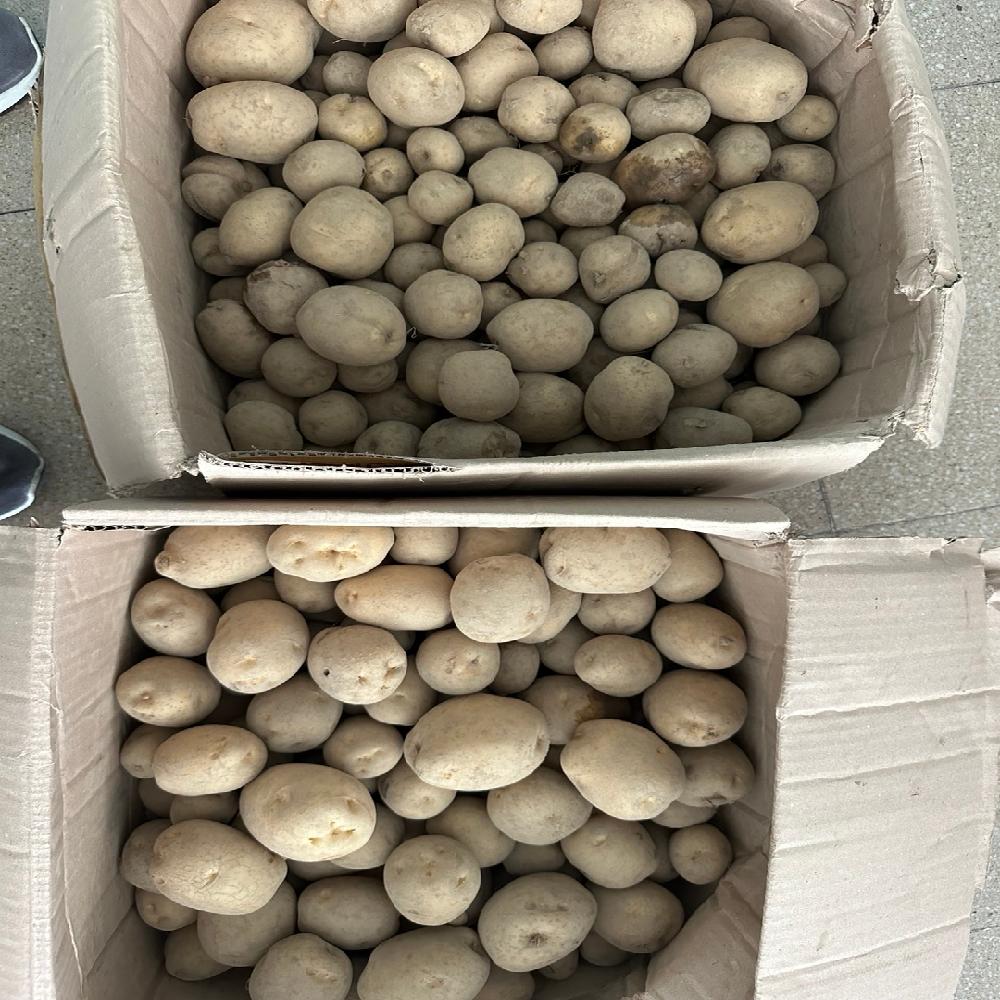 Plant Growth Regulator(Booster)